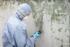 Best Black Mold Removal  in Parachute, CO